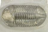 Small-Eyed Struveaspis Trilobite - Jorf, Morocco #273391-1